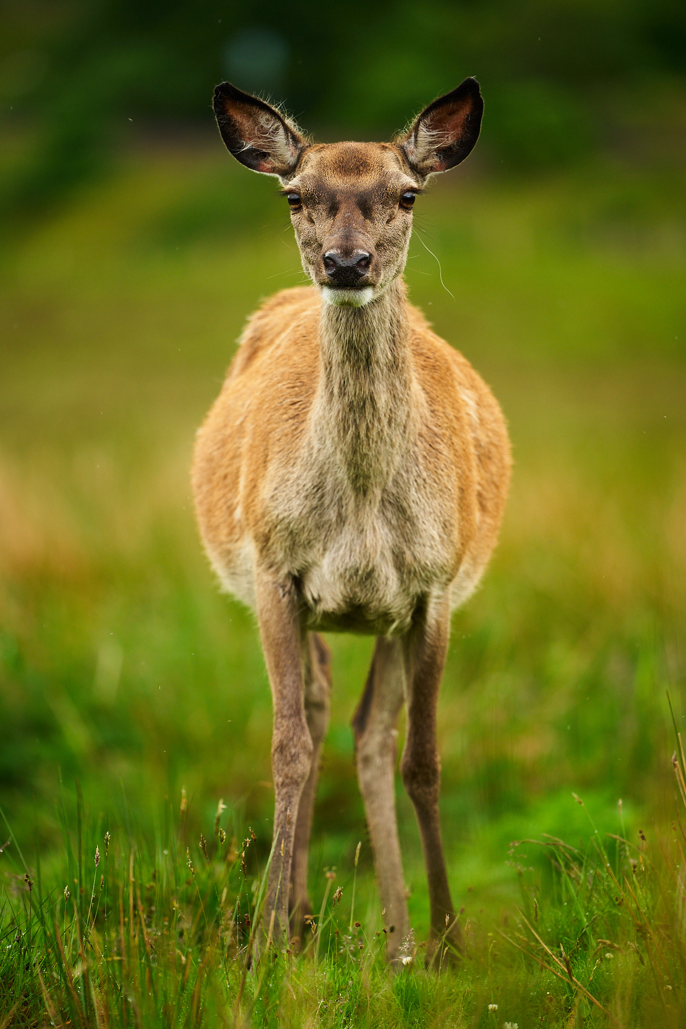 Curious Red Deer